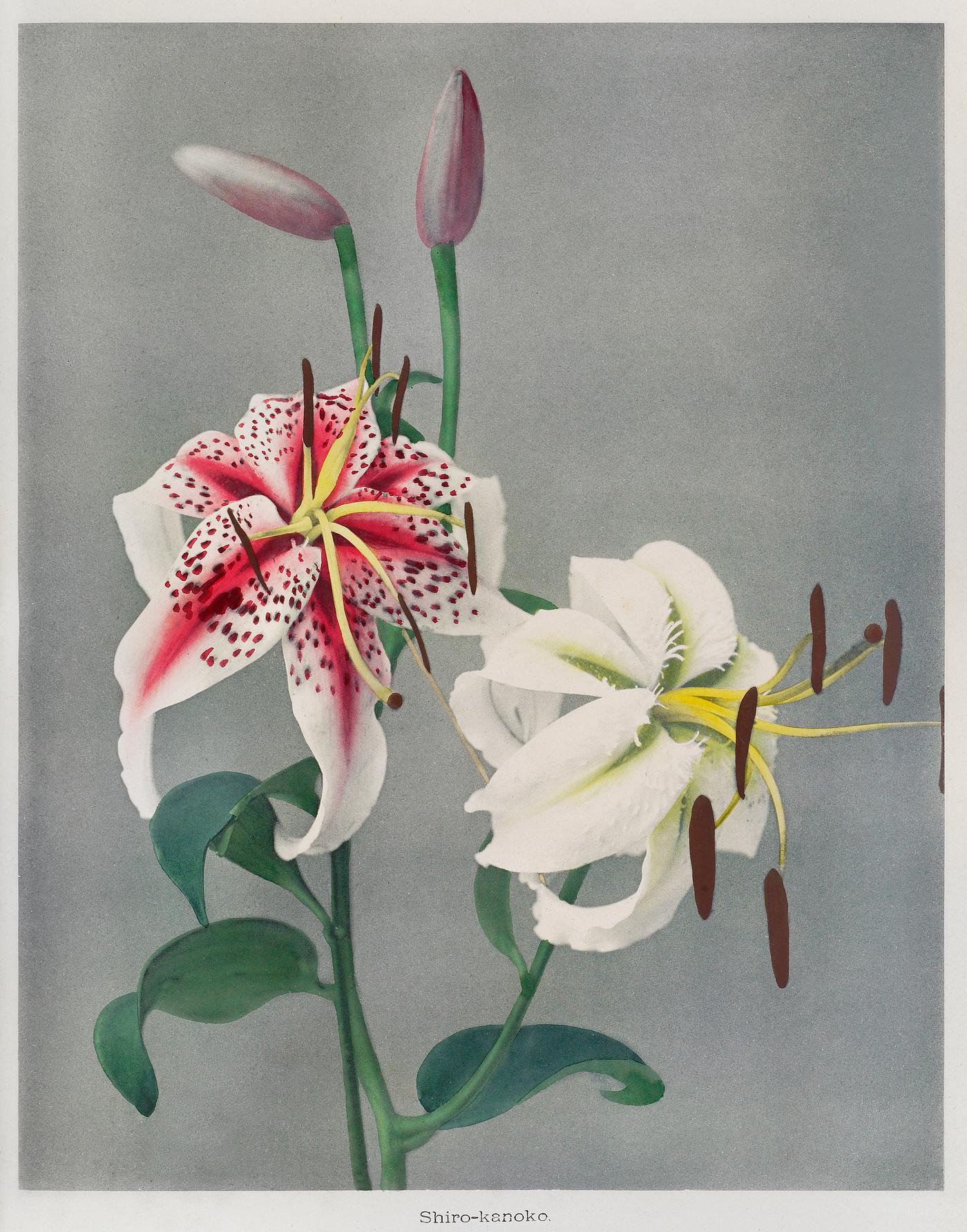 Lily, hand-colored collotype from Some Japanese Flowers (1896) by Kazumasa Ogawa. Original from the J. Paul Getty Museum.... Lily, hand-colored collotype from Some Japanese Flowers (1896) by Kazumasa Ogawa. Original from the J. Paul Getty Museum....