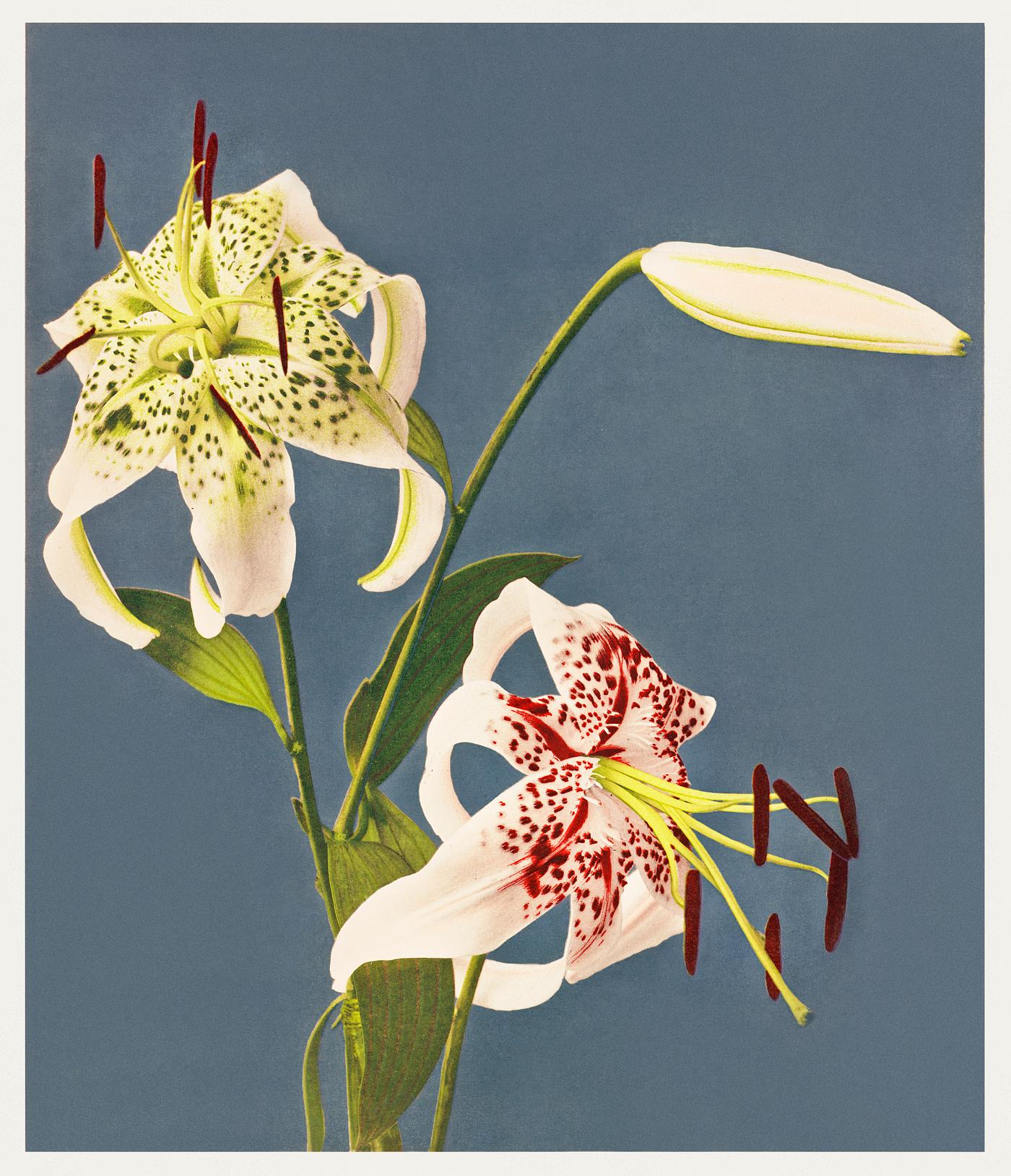 Lilies collotype from Japan. Described and Illustrated by the Japanese (1897) by Kazumasa Ogawa. Original from the J. Paul... Lilies collotype from Japan. Described and Illustrated by the Japanese (1897) by Kazumasa Ogawa. Original from the J. Paul...