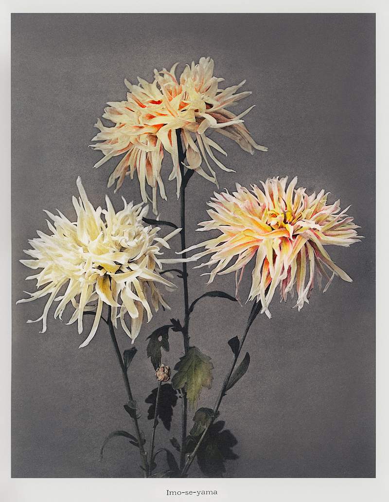Imo–se–yama, hand–colored… | Free public domain illustration Imo–se–yama, hand–colored collotype from Some Japanese Flowers (1896) by Kazumasa Ogawa. Original from the…