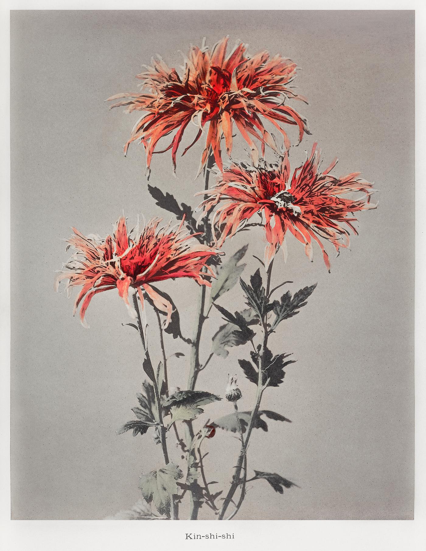 Kin–shi–shi, hand–colored collotype from Some Japanese Flowers (1896) by Kazumasa Ogawa. Original from the... Kin–shi–shi, hand–colored collotype from Some Japanese Flowers (1896) by Kazumasa Ogawa. Original from the...