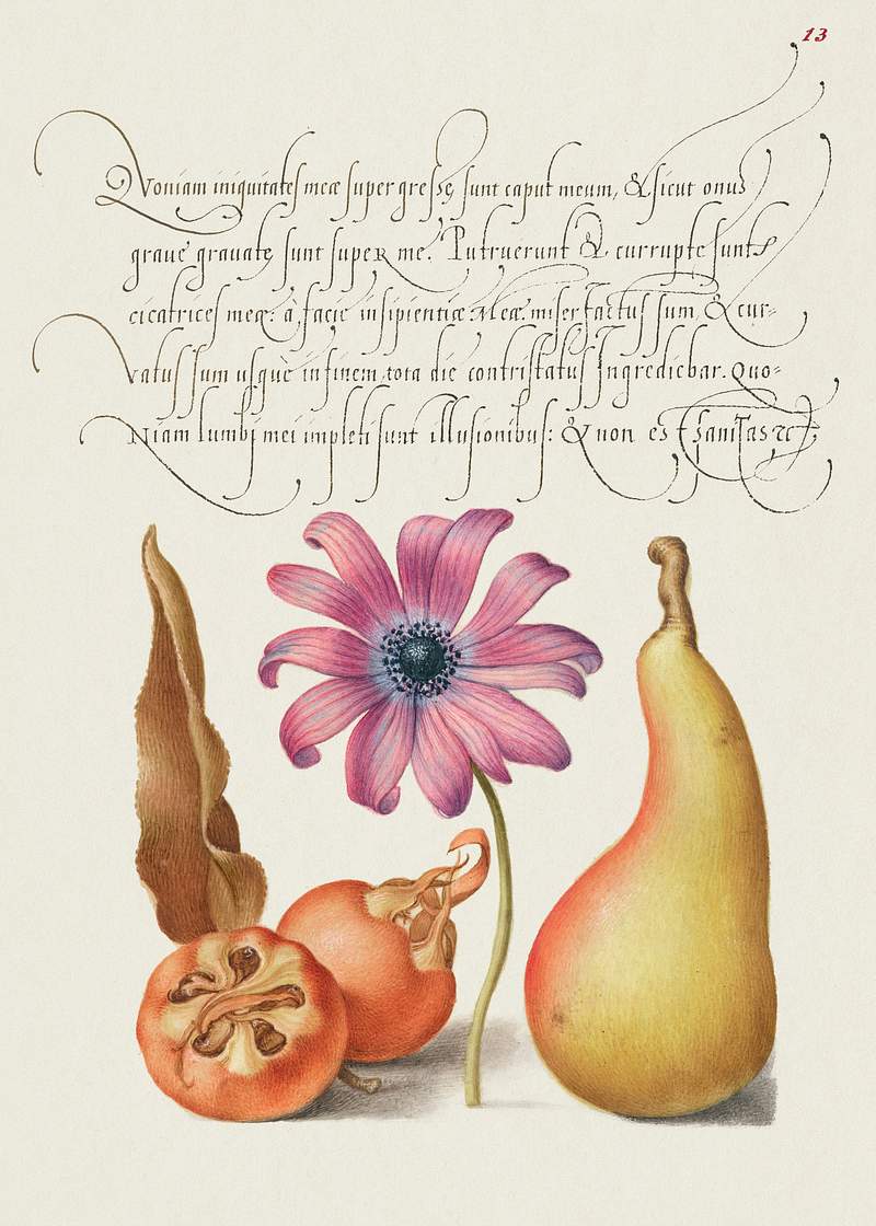 Medlar, Poppy Anemone, and Pear from Mira Calligraphiae Monumenta or The Model Book of Calligraphy (1561–1596) by Georg…