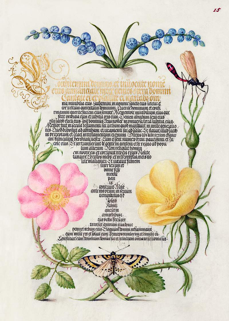 Grape Hyacinth, Wasplike Insect, Eglantine, Austrian Brier, and Magpie Moth from Mira Calligraphiae Monumenta or The Model…