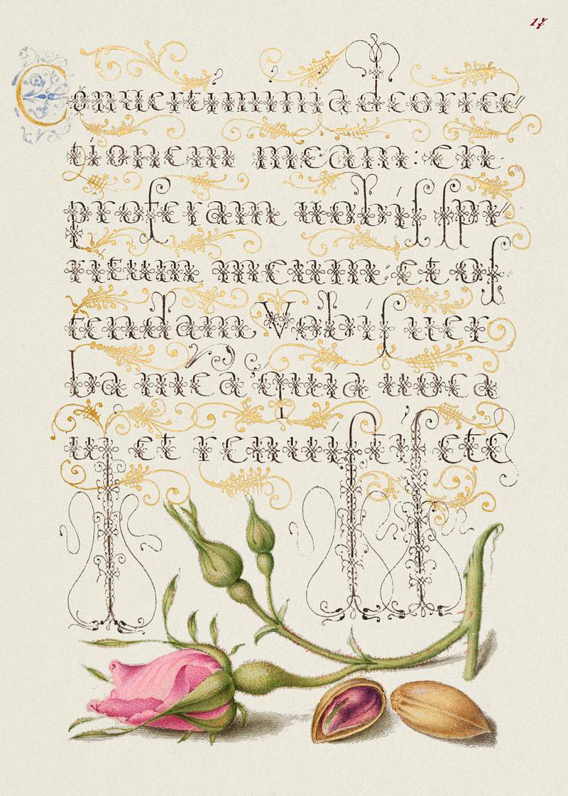 French Rose and Pistachio from Mira Calligraphiae Monumenta or The Model Book of Calligraphy (1561–1596) by Georg…