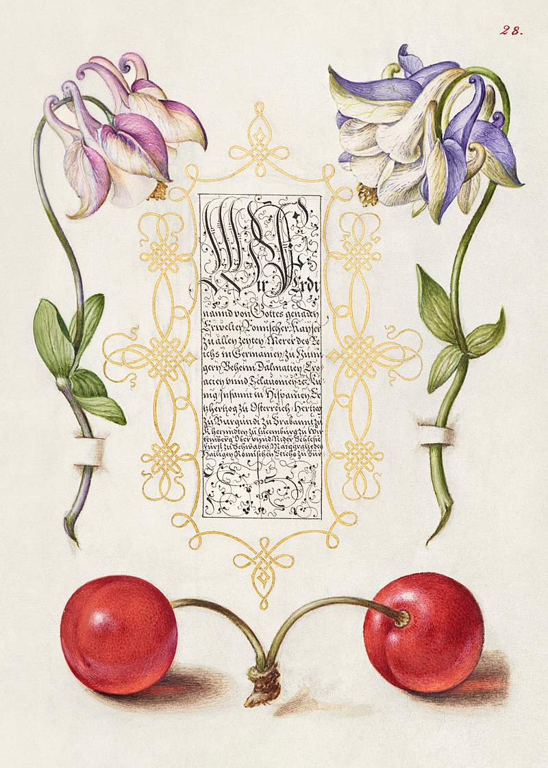 European Columbines and Sweet Cherry from Mira Calligraphiae Monumenta or The Model Book of Calligraphy (1561–1596) by…