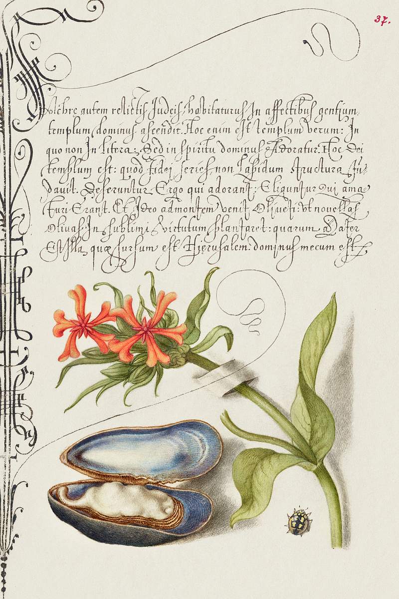 Maltese Cross, Mussel, and Ladybird from Mira Calligraphiae Monumenta or The Model Book of Calligraphy (1561–1596) by…