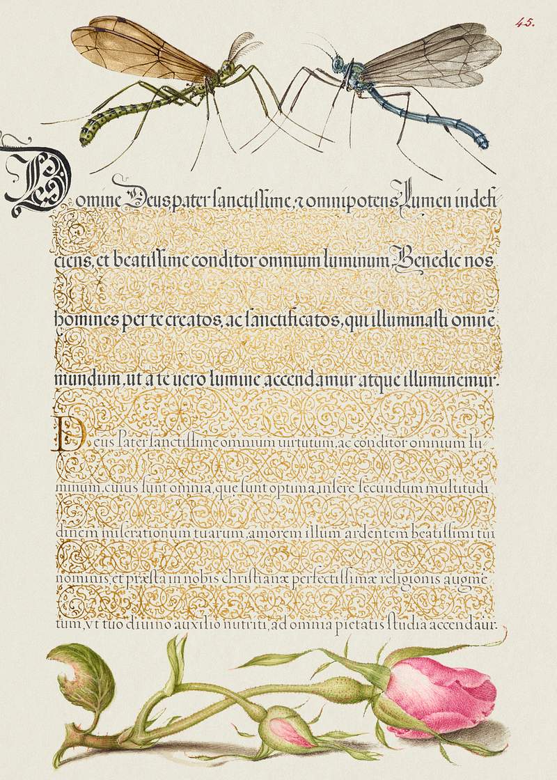 Crested Crane Fly, Insect, and French Rose from Mira Calligraphiae Monumenta or The Model Book of Calligraphy…