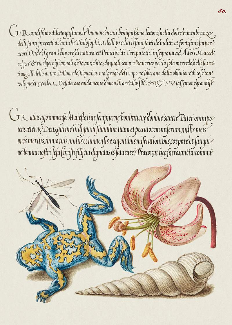 Water Gnat, Martagon Lily, Yellow–Bellied Toad, and European Screw Shell from Mira Calligraphiae Monumenta or The Model…