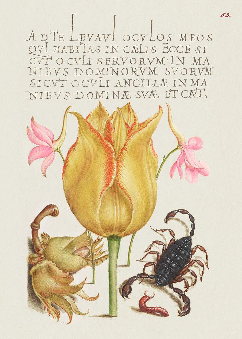 Rocket Larkspurs, Tulip, Scorpion, Millepede, and European Filbert from Mira Calligraphiae Monumenta or The Model Book of…