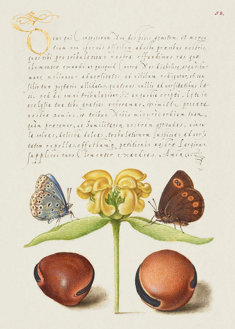 Moths, Jerusalem Sage, and Beans from Mira Calligraphiae Monumenta or The Model Book of Calligraphy (1561–1596) by…
