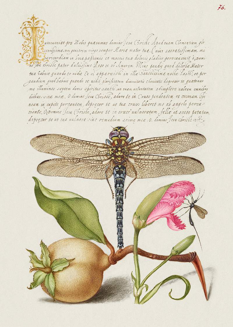 Dragonfly, Pear, Carnation, and Insect from Mira Calligraphiae Monumenta or The Model Book of Calligraphy (1561–1596)…