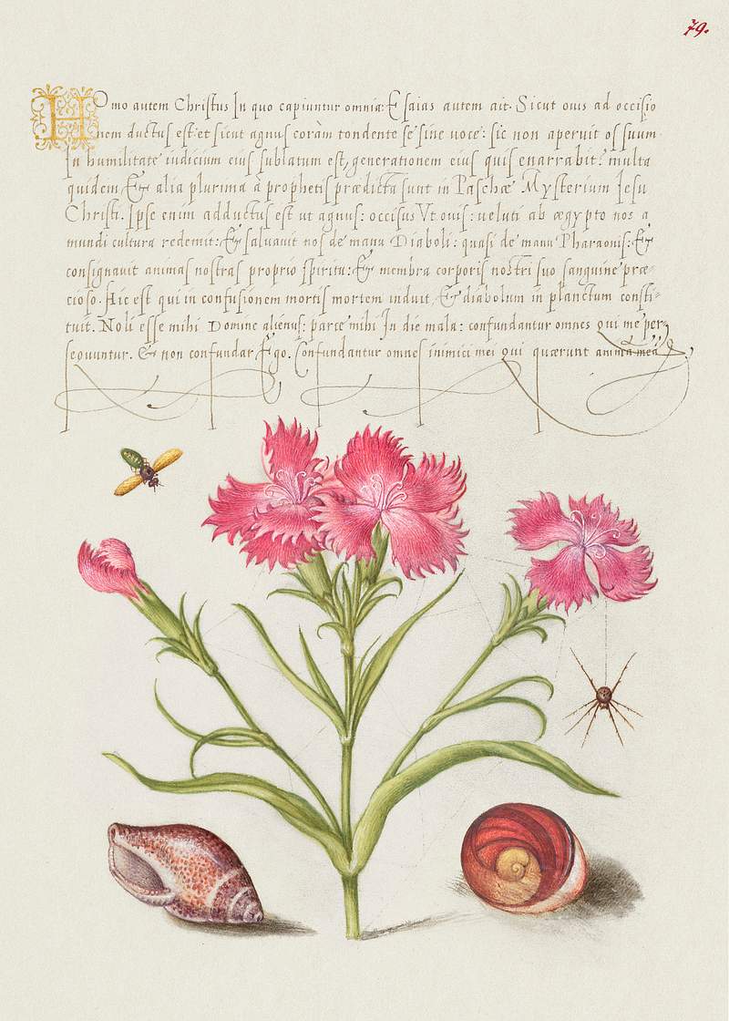 Insect, Sweet William, Spider, Marine… | Free public domain illustration Insect, Sweet William, Spider, Marine Mollusk, and Eye of Santa Lucia from Mira Calligraphiae Monumenta or The Model Book of…
