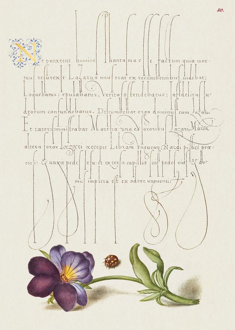 Ladybird and European Wild Pansy from Mira Calligraphiae Monumenta or The Model Book of Calligraphy (1561–1596) by…