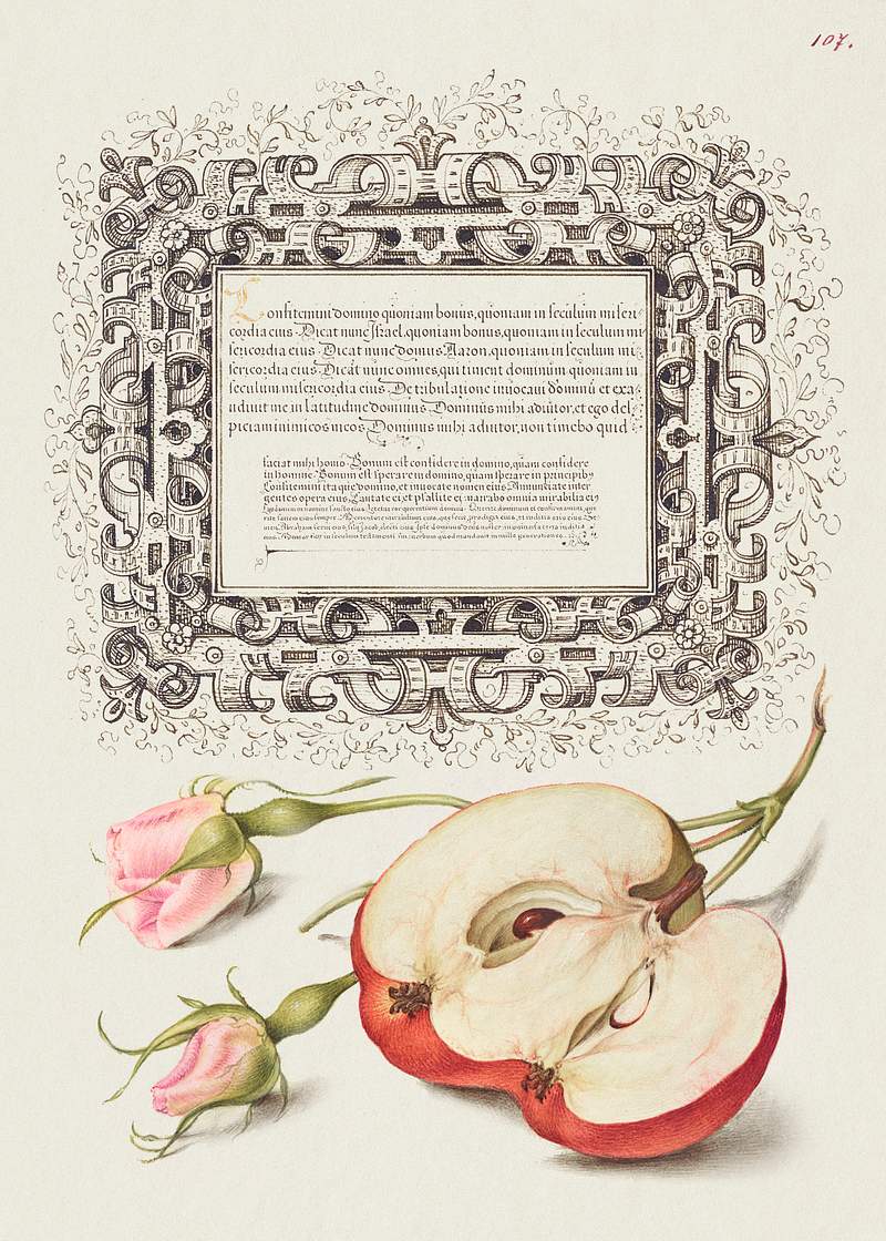 French Rose and Apple from Mira Calligraphiae Monumenta or The Model Book of Calligraphy (1561–1596) by Georg Bocskay…
