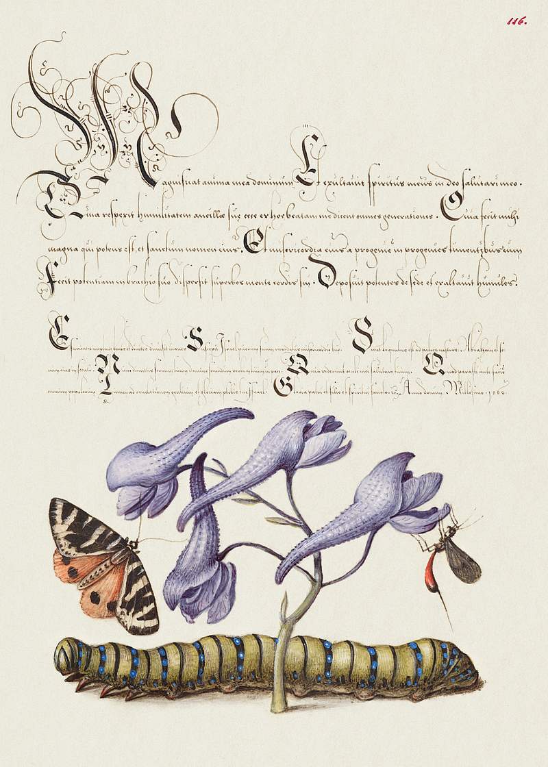 Scarlet Tiger Moth, Larkspur, Insect, and Caterpillar from Mira Calligraphiae Monumenta or The Model Book of Calligraphy…