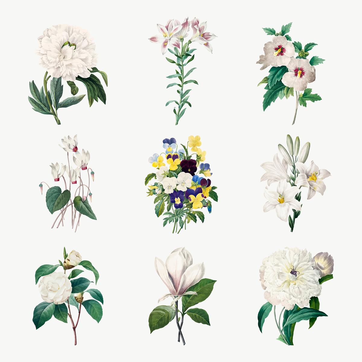 Vintage whitflower vector botanical… | Royalty free stock Illustration | High Resolution graphic Vintage whitflower vector botanical illustration set, remixed from artworks by Pierre-Joseph Redouté