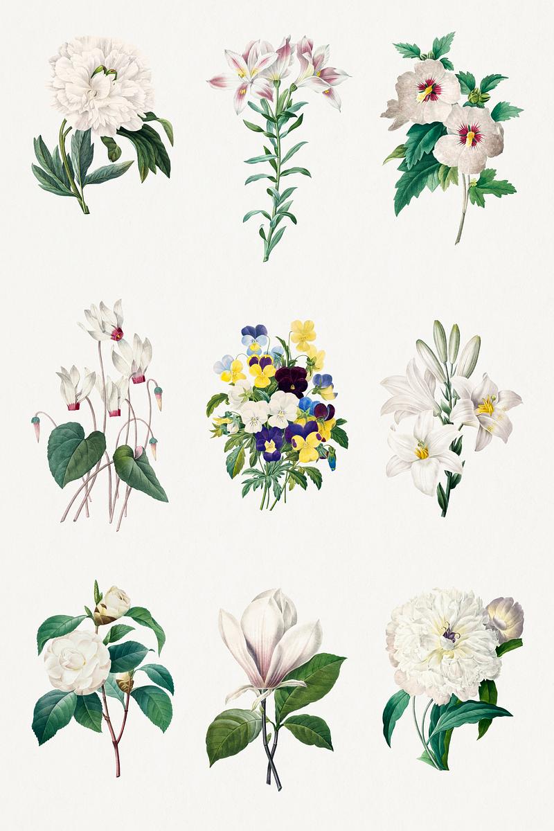 Botanical white flower psd illustration set,… | Royalty free stock Illustration | High Resolution graphic Botanical white flower psd illustration set, remixed from artworks by Pierre-Joseph Redouté