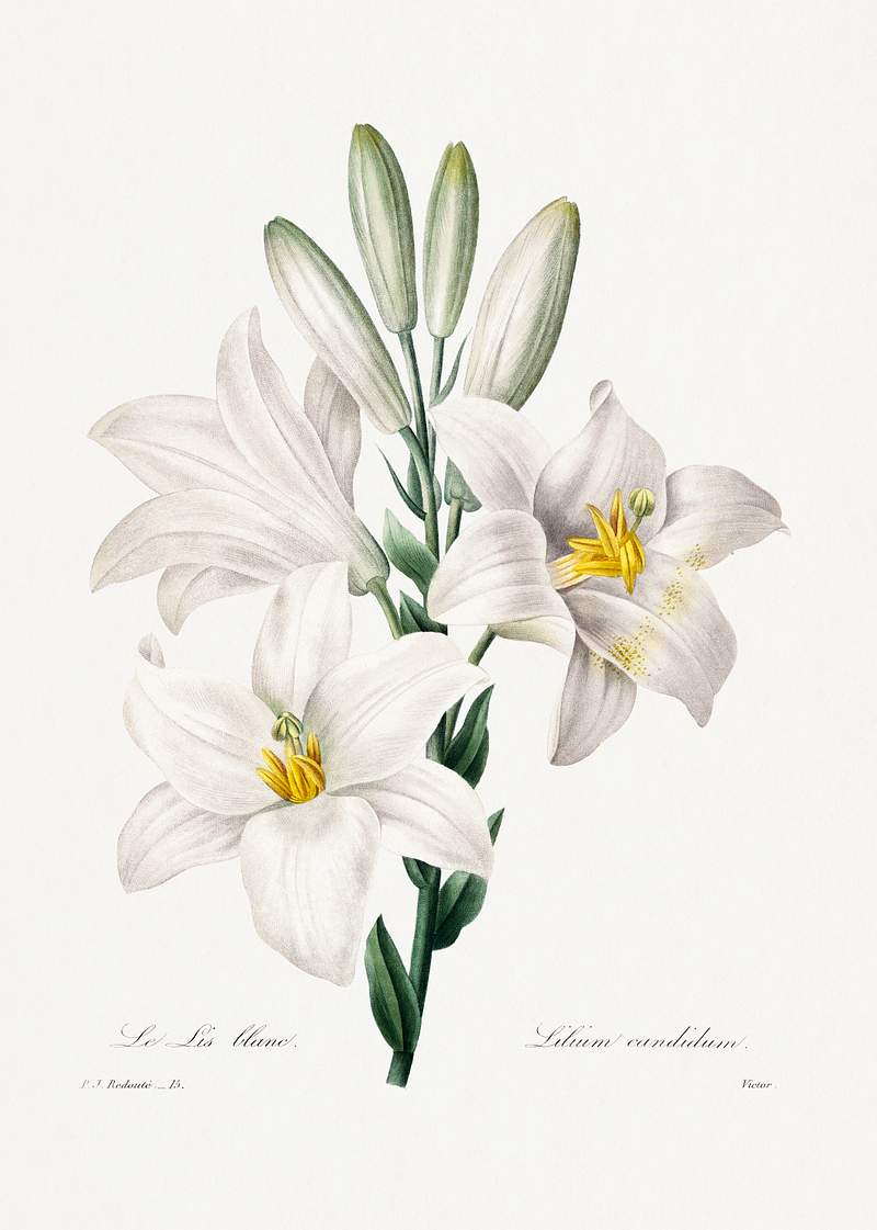 Madonna Lily from Choix des plus belles fleurs (1827) by Pierre-Joseph Redouté. Original from Biodiversity Heritage…