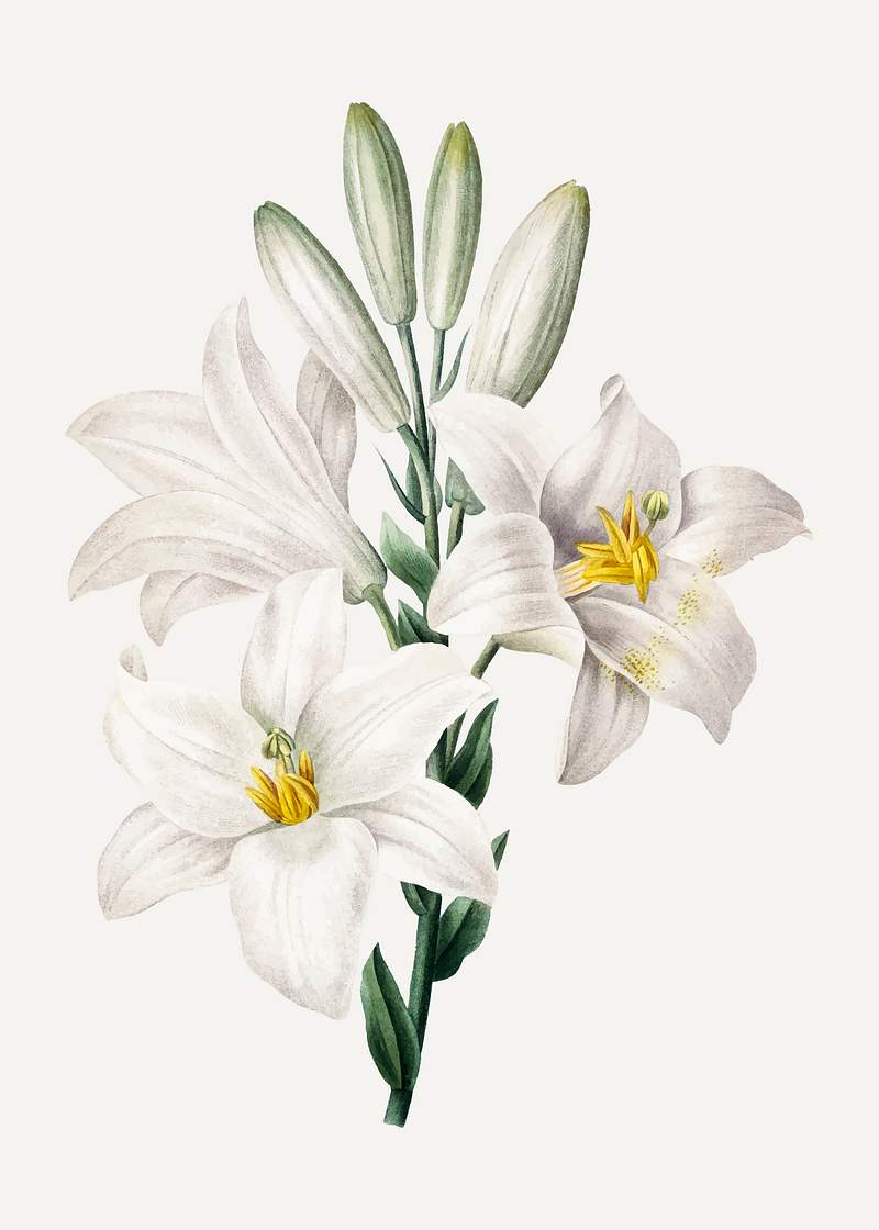 Madonna Lily flower vector botanical art… | Royalty free stock Illustration | High Resolution graphic Madonna Lily flower vector botanical art print, remixed from artworks by Pierre-Joseph Redouté