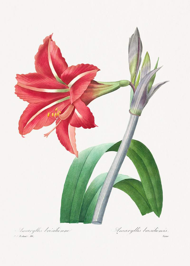 Brazilian Amaryllis from Choix des plus belles fleurs (1827) by Pierre-Joseph Redouté. Original from Biodiversity…