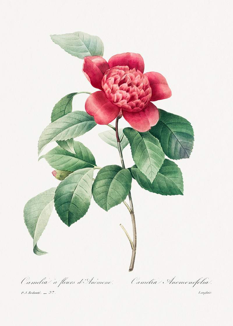 Red Anemone Camellia by Pierre-Joseph Redouté (1759–1840). Original from Biodiversity Heritage Library.…