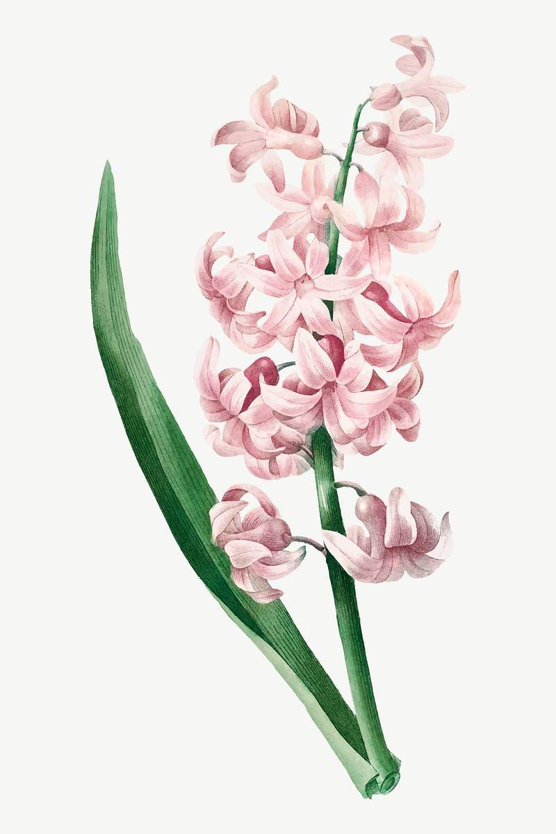Flower vector vintage botanical art print,… | Royalty free stock Illustration | High Resolution graphic Flower vector vintage botanical art print, remixed from artworks by Pierre-Joseph Redouté