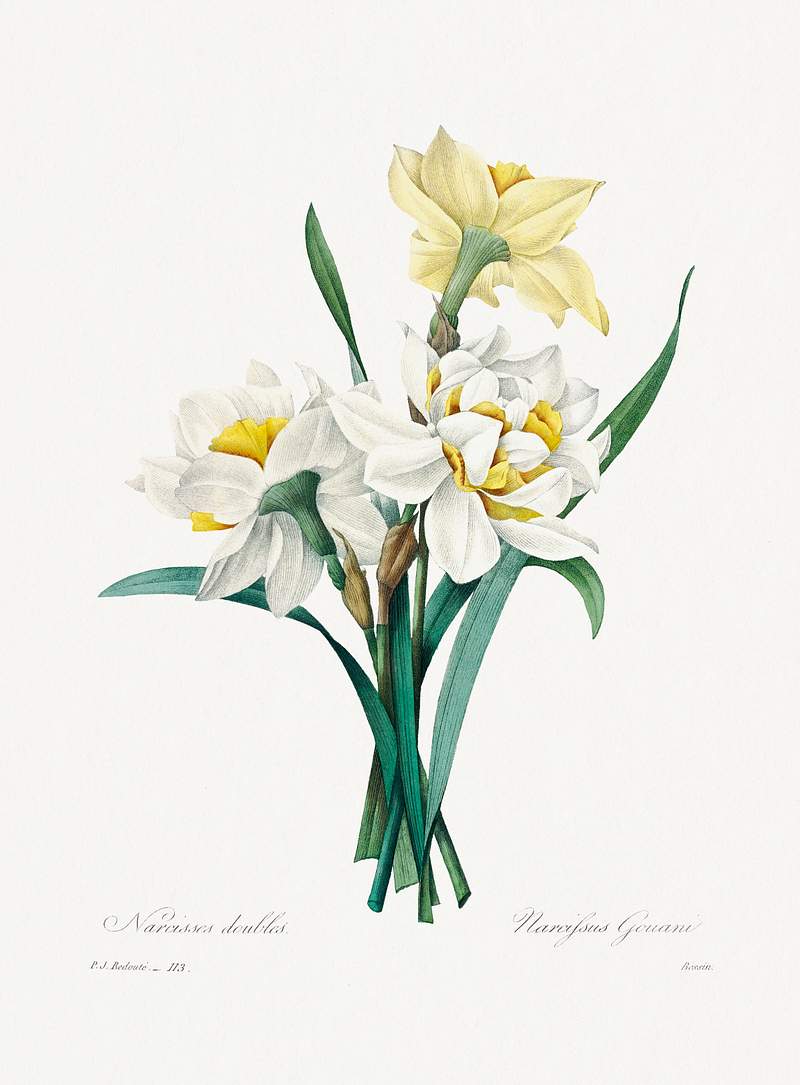 Double Daffodil by Pierre-Joseph… | Free public domain illustration Double Daffodil by Pierre-Joseph Redouté (1759–1840). Original from Biodiversity Heritage Library. Digitally…