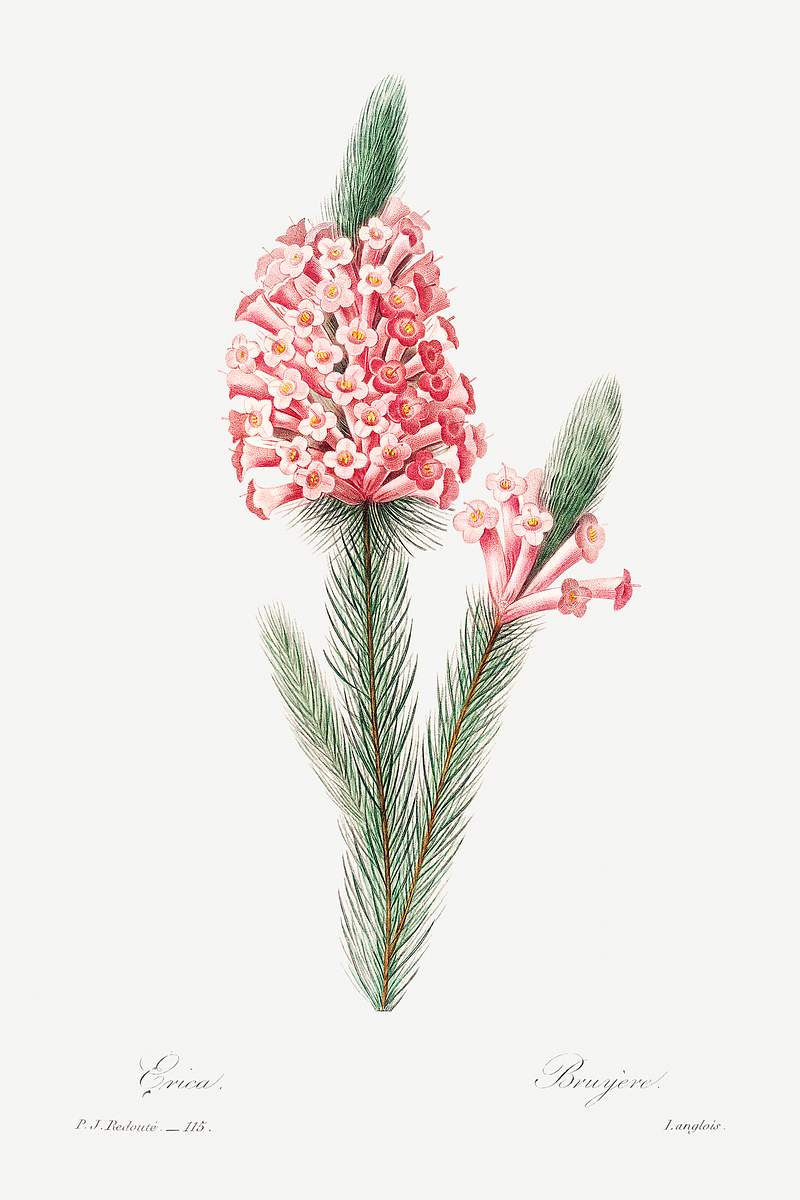 Heather by Pierre-Joseph Redouté (1759–1840). Original from Biodiversity Heritage Library. Digitally enhanced by…