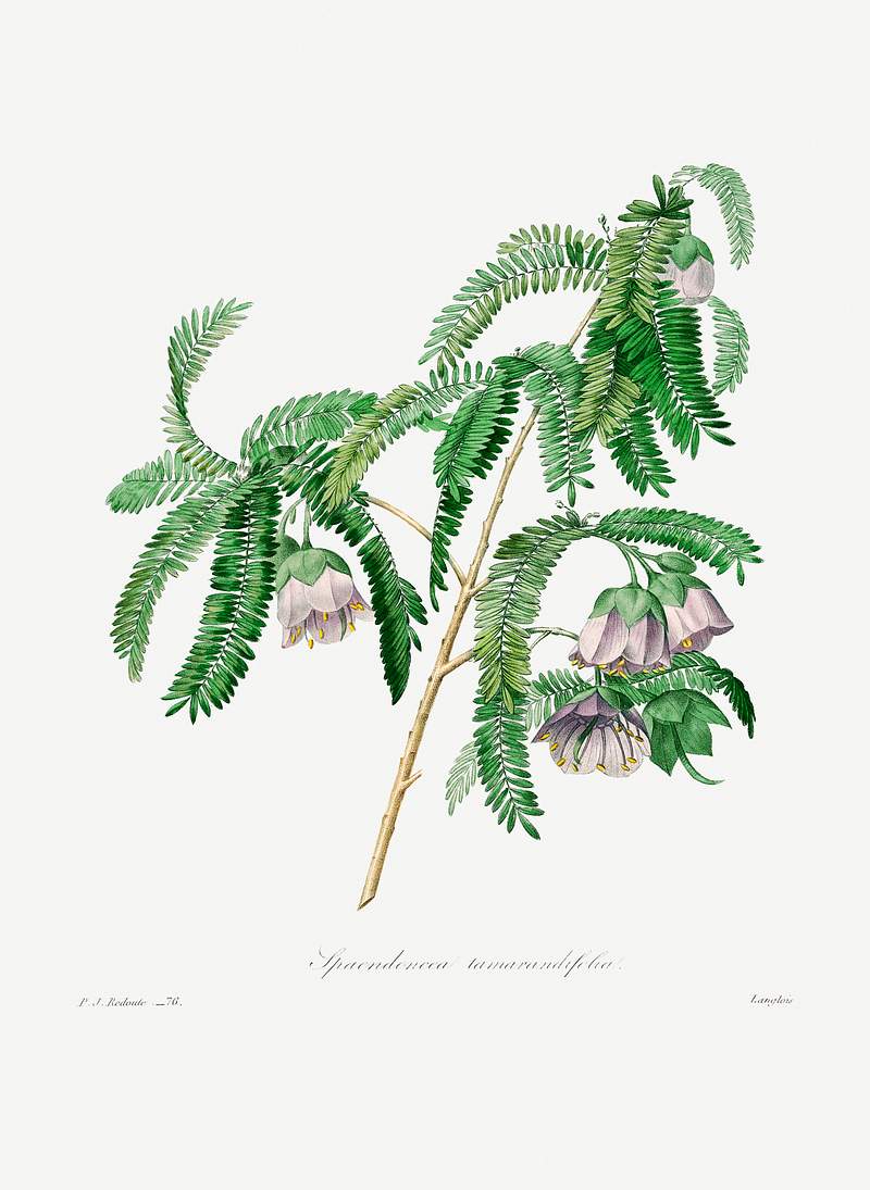 Purple peach-blossom by Pierre-Joseph Redouté (1759–1840). Original from Biodiversity Heritage Library.…