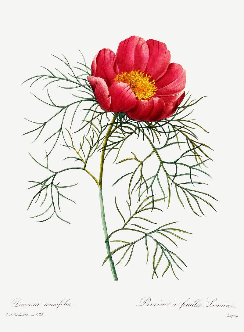 Red peony by Pierre-Joseph Redouté (1759–1840). Original from Biodiversity Heritage Library. Digitally enhanced…