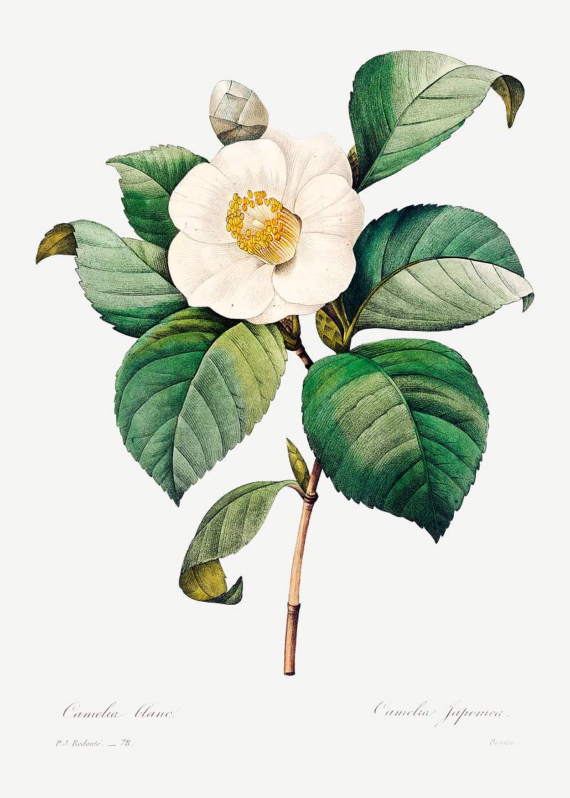 White Japanese camellia by Pierre-Joseph Redouté (1759–1840). Original from Biodiversity Heritage Library.…