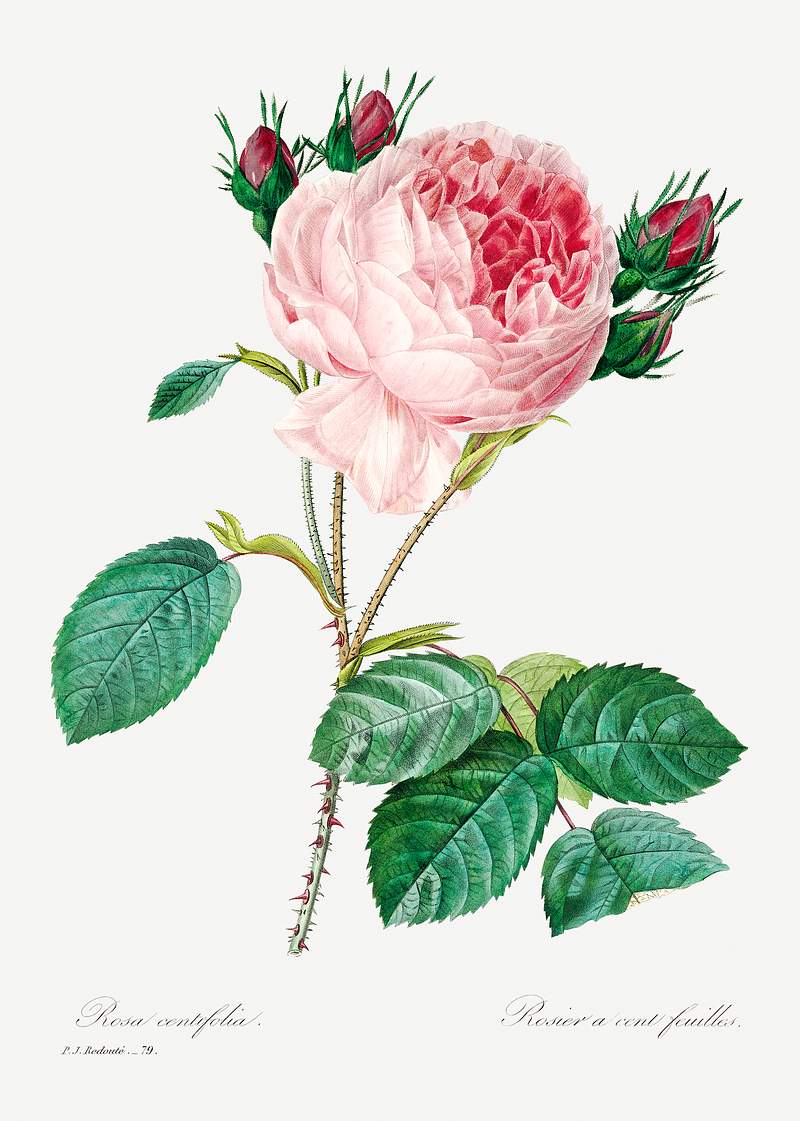 Cabbage rose by Pierre-Joseph Redouté (1759–1840). Original from Biodiversity Heritage Library. Digitally…