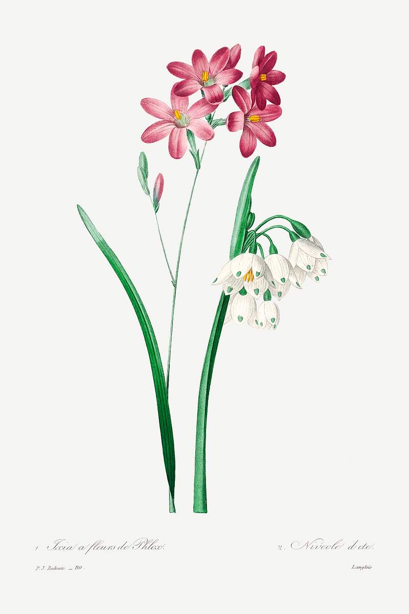 Pink ixia by Pierre-Joseph Redouté (1759–1840). Original from Biodiversity Heritage Library. Digitally enhanced…