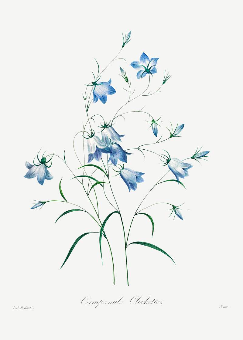 Campanule by Pierre-Joseph Redouté (1759–1840). Original from Biodiversity Heritage Library. Digitally enhanced…