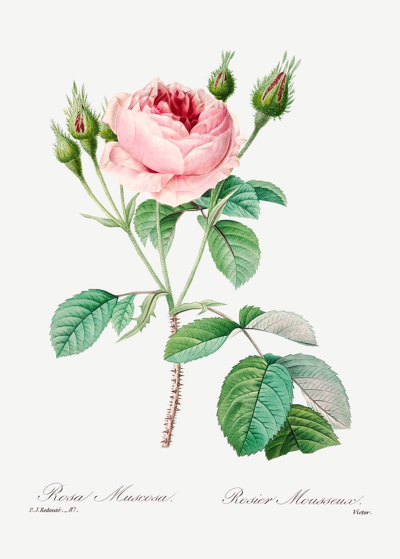 Cabbage rose by Pierre-Joseph Redouté (1759–1840). Original from Biodiversity Heritage Library. Digitally…