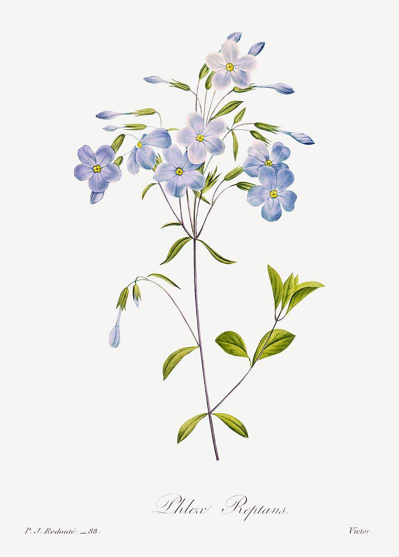 Reptans by Pierre-Joseph Redouté (1759–1840). Original from Biodiversity Heritage Library. Digitally enhanced by…