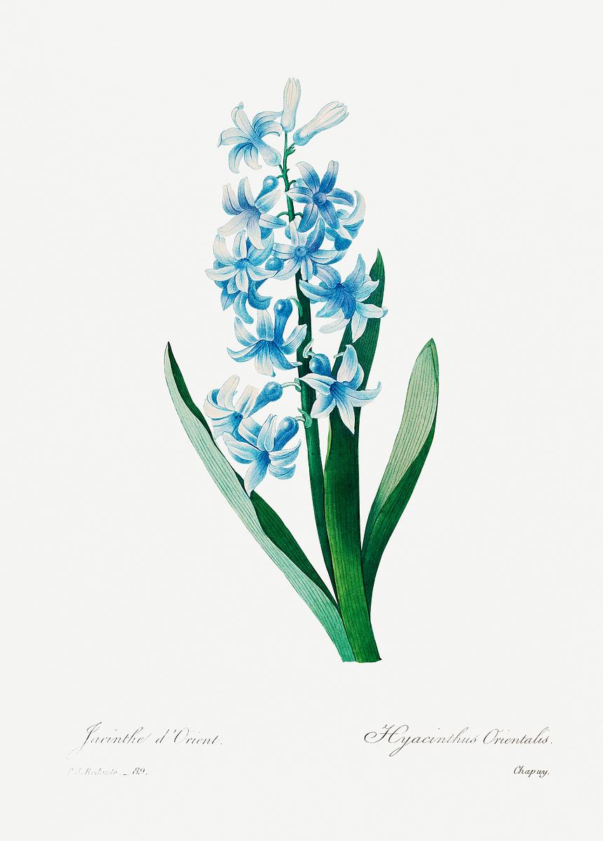 Blue hyacinth by Pierre-Joseph Redouté… | Free public domain illustration Blue hyacinth by Pierre-Joseph Redouté (1759–1840). Original from Biodiversity Heritage Library. Digitally…