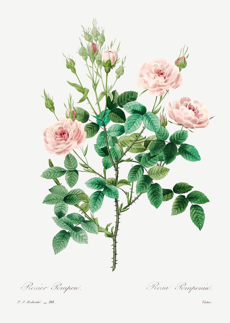 Rosier pompon by Pierre-Joseph Redouté (1759–1840). Original from Biodiversity Heritage Library. Digitally…