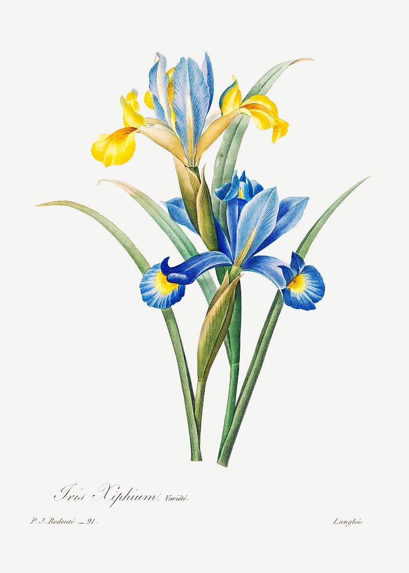 Spanish iris by Pierre-Joseph Redouté (1759–1840). Original from Biodiversity Heritage Library. Digitally…