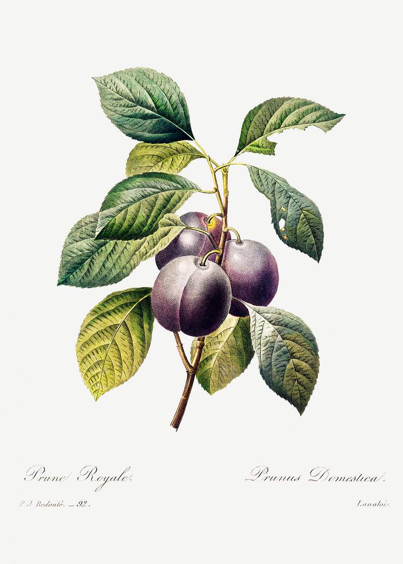 Plum by Pierre-Joseph Redouté (1759–1840). Original from Biodiversity Heritage Library. Digitally enhanced by…