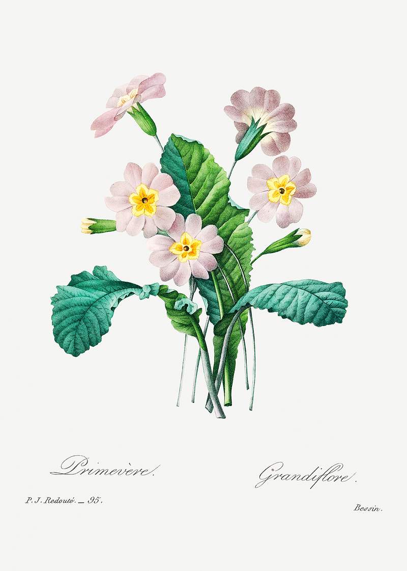 Common primrose by Pierre-Joseph Redouté (1759–1840). Original from Biodiversity Heritage Library. Digitally…