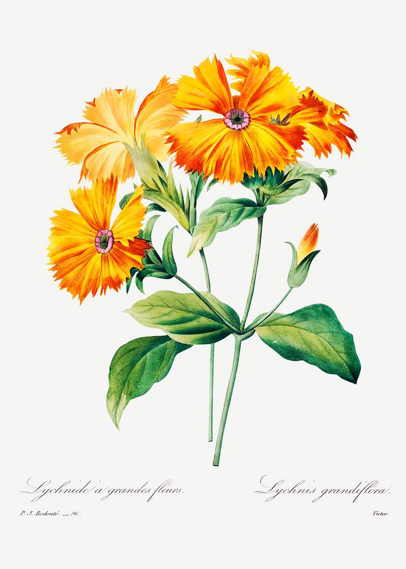 Lychnis grandiflora by Pierre-Joseph Redouté (1759–1840). Original from Biodiversity Heritage Library. Digitally…
