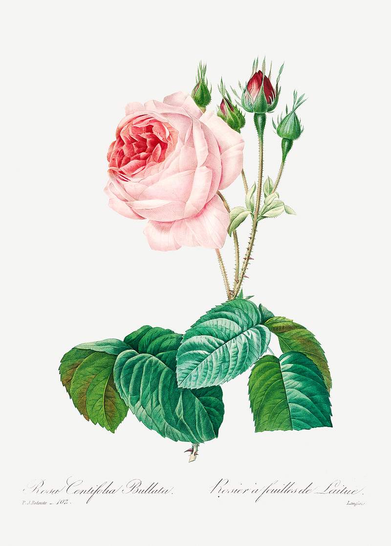 Cabbage rose by Pierre-Joseph Redouté (1759–1840). Original from Biodiversity Heritage Library. Digitally…