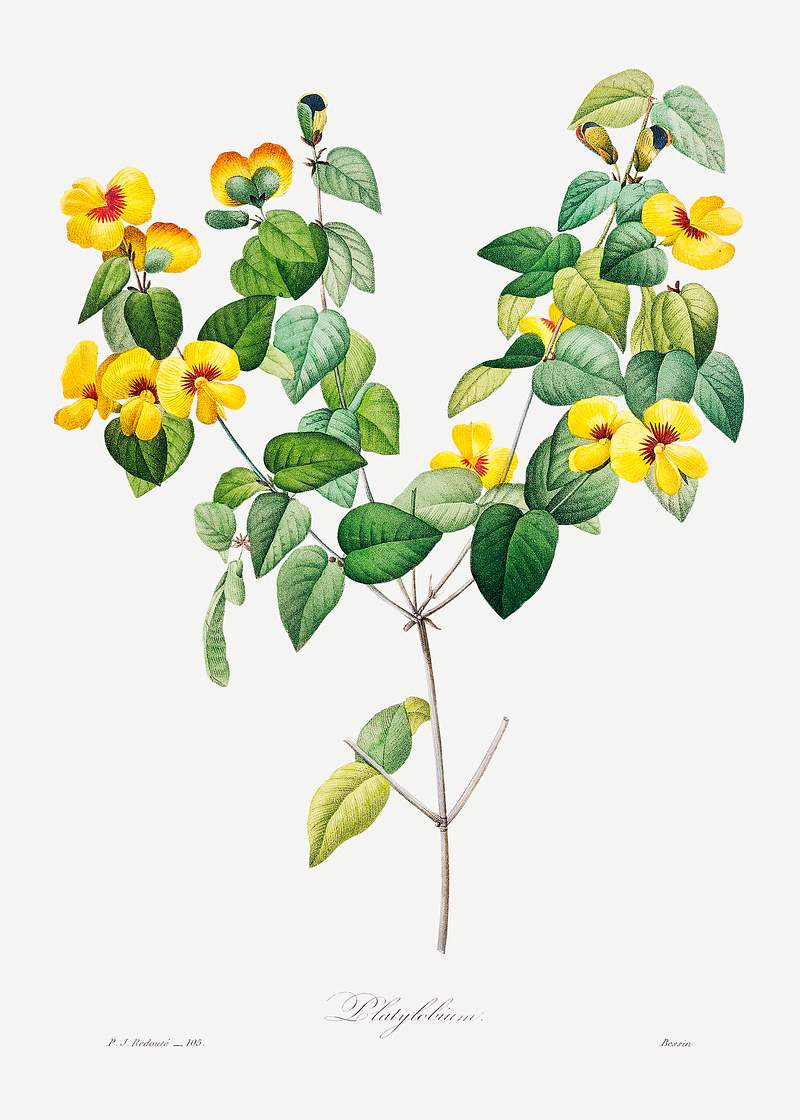 Handsome flat-pea by Pierre-Joseph Redouté (1759–1840). Original from Biodiversity Heritage Library. Digitally…