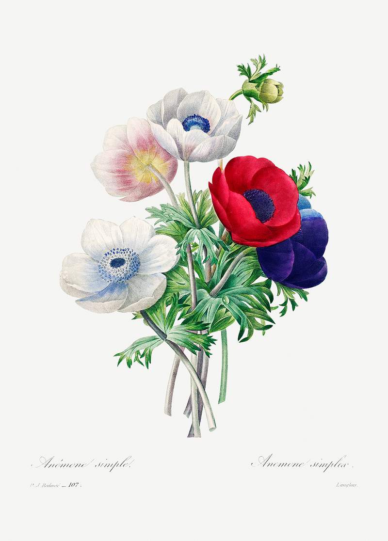 Anemone by Pierre-Joseph Redouté (1759–1840). Original from Biodiversity Heritage Library. Digitally enhanced by…