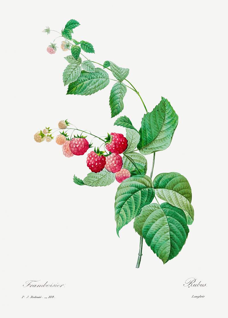 Raspberry by Pierre-Joseph Redouté (1759–1840). Original from Biodiversity Heritage Library. Digitally enhanced…
