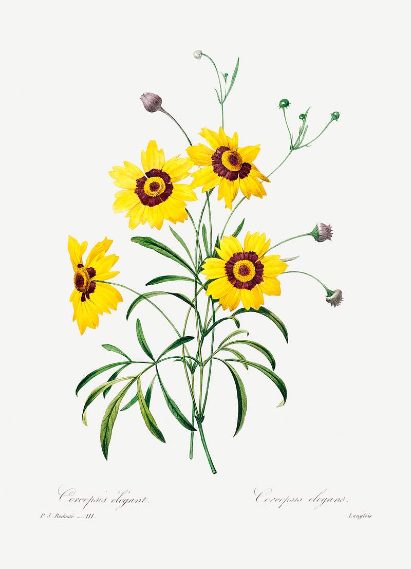 Tickseed by Pierre-Joseph Redouté (1759–1840). Original from Biodiversity Heritage Library. Digitally enhanced…
