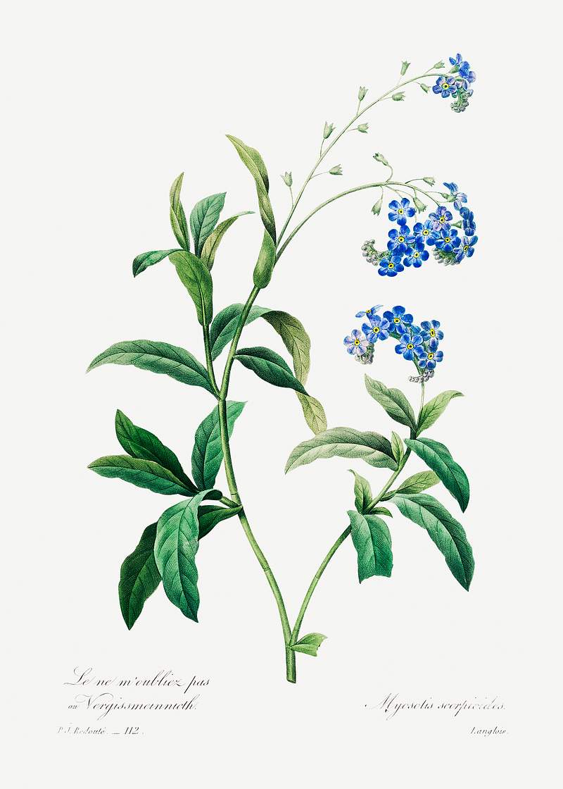 Forget me not by Pierre-Joseph Redouté (1759–1840). Original from Biodiversity Heritage Library. Digitally…