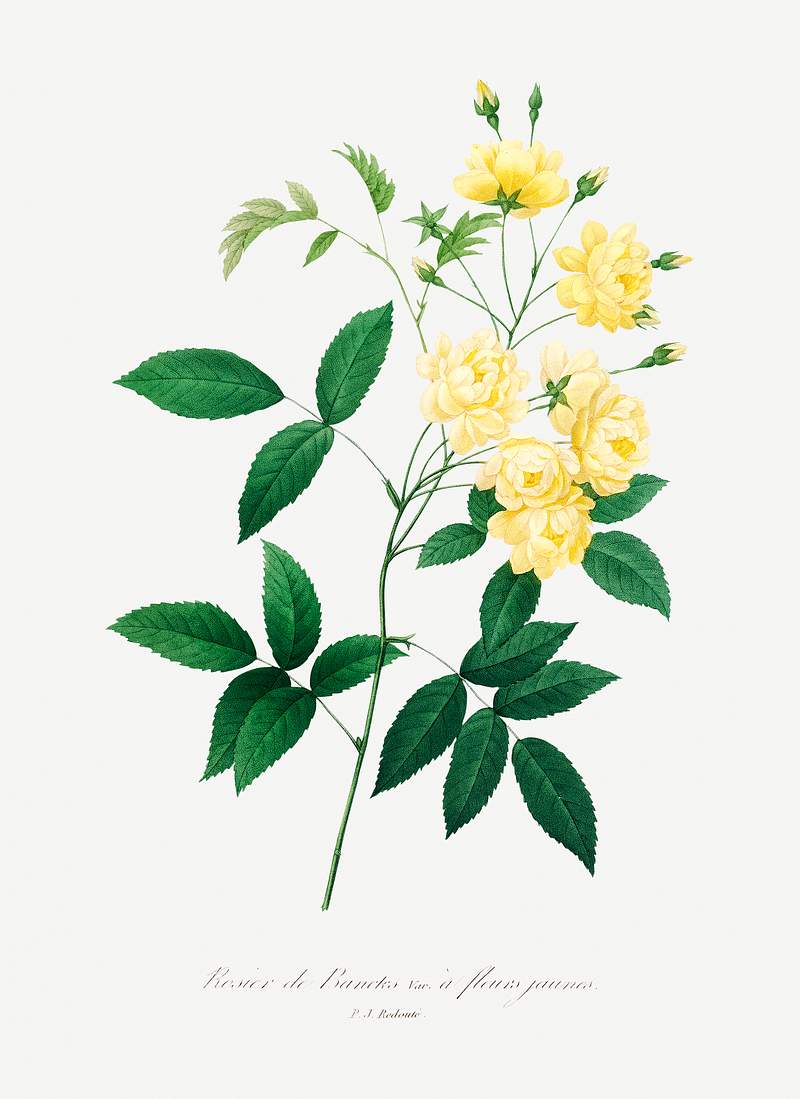 Lady bank's rose by Pierre-Joseph Redouté (1759–1840). Original from Biodiversity Heritage Library. Digitally…