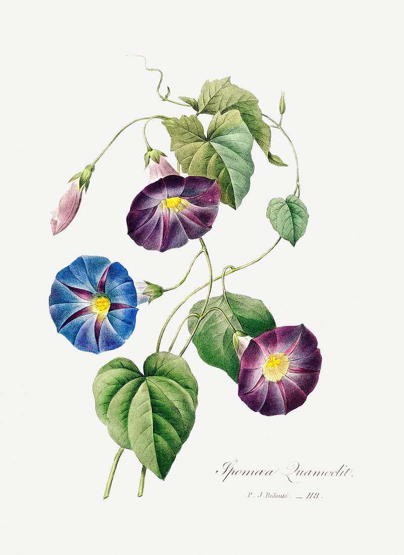 Morning glory by Pierre-Joseph Redouté (1759–1840). Original from Biodiversity Heritage Library. Digitally…