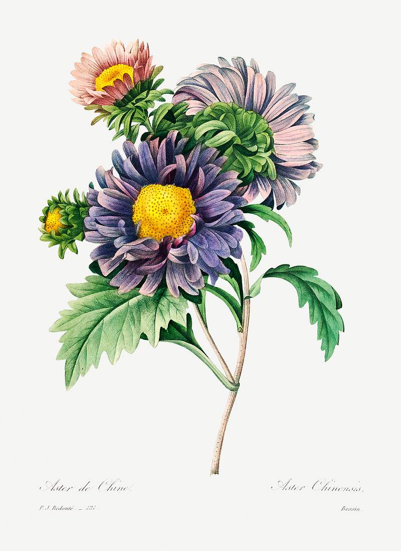 China aster by Pierre-Joseph Redouté (1759–1840). Original from Biodiversity Heritage Library. Digitally…